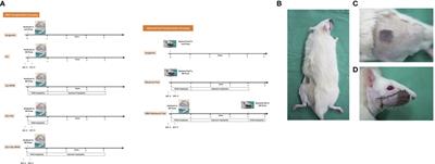 The intragraft vascularized bone marrow induces secondary donor-specific mystacial pad allograft tolerance